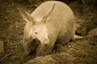 An aardvark – looks very much like a kangaroo.