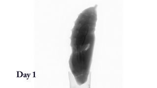 Pupa in a radiograph