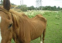 thin-chestnut.jpg