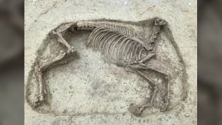 This decapitated horse, dating back about 1,400 years, was found next to the remains of a male rider.