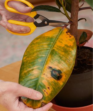 Pruning dead rubber leaves