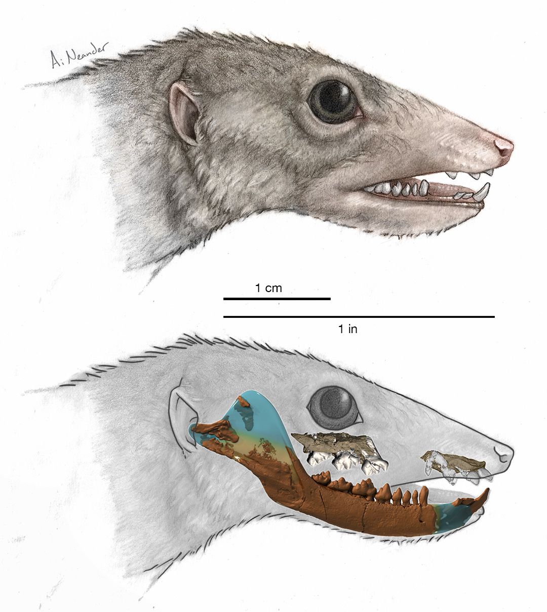 An illustration of &lt;em&gt;Haramiyavia&lt;/em&gt;, the earliest known proto-mammal, whose identity is based on a reconstruction of its 210-million-year-old fossil jaw (superimposed on bottom illustration).