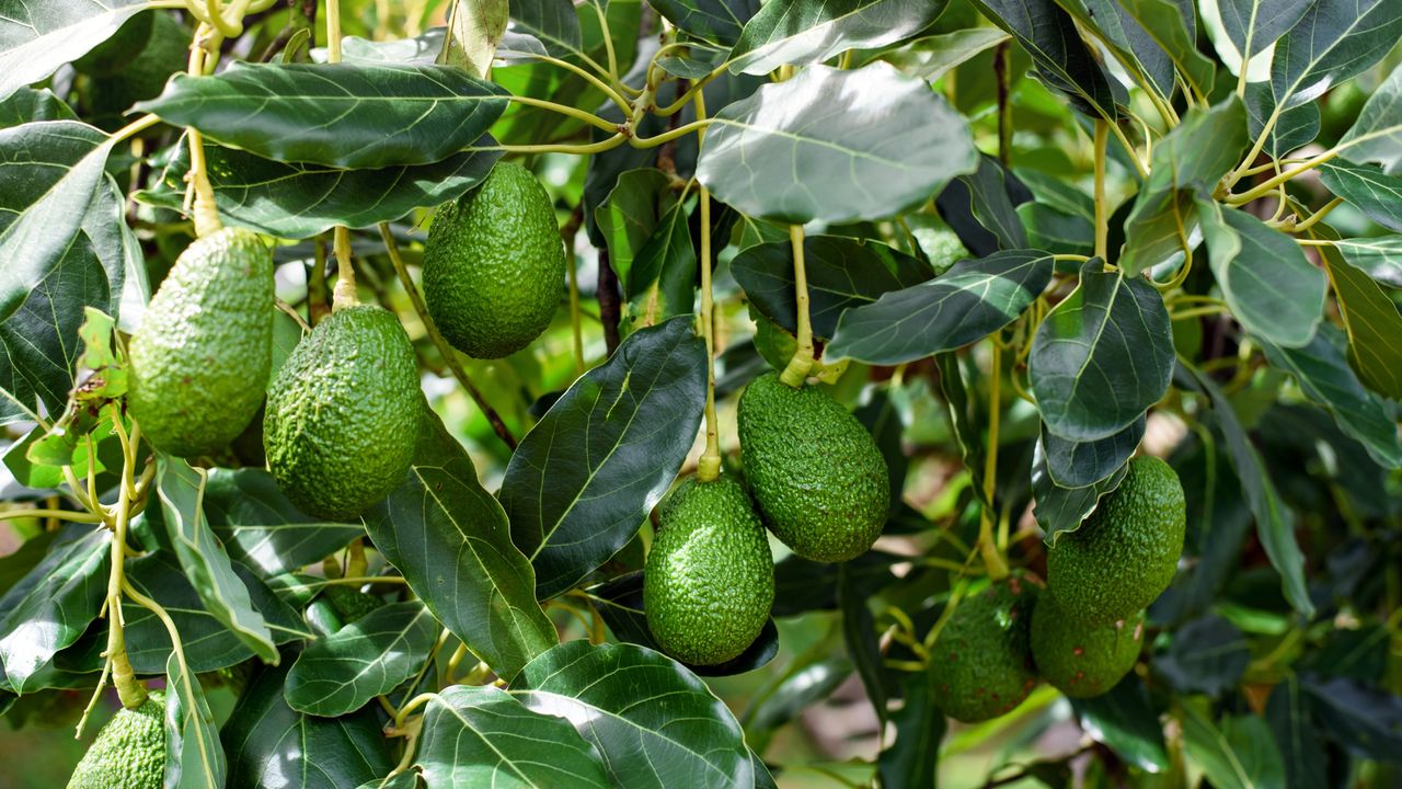 Avocado tree