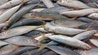 A haul of fresh mackerel