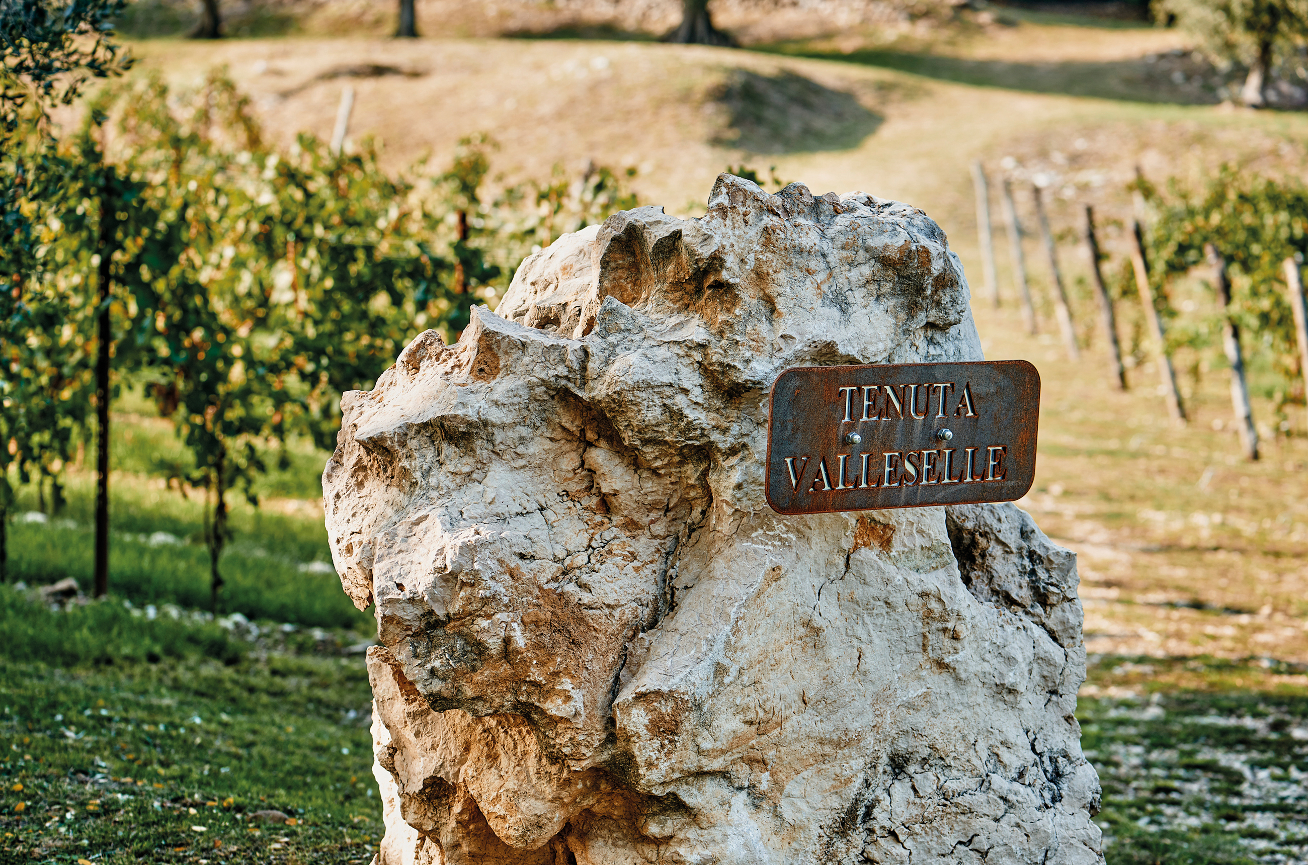 Rock with the words 'Tenuta Valleselle' on a sign on it, and vines in the background