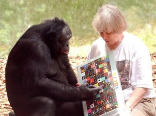 Kanzi is one of the star bonobos capable of talking by pointing to lexigram symbols to form sentences.