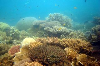 great barrier reef, health, damage, changes