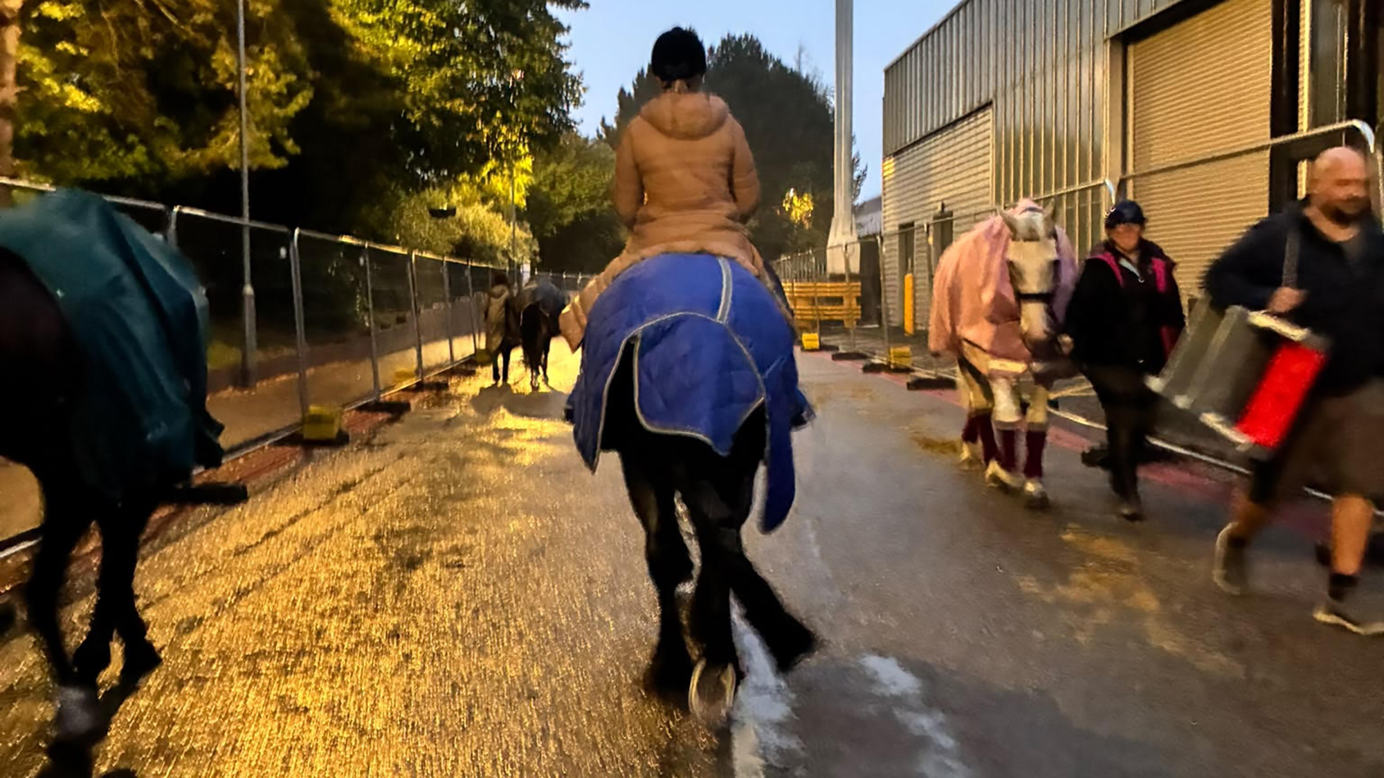 Horses wearing rugs walking from the stables to the arena at HOYS