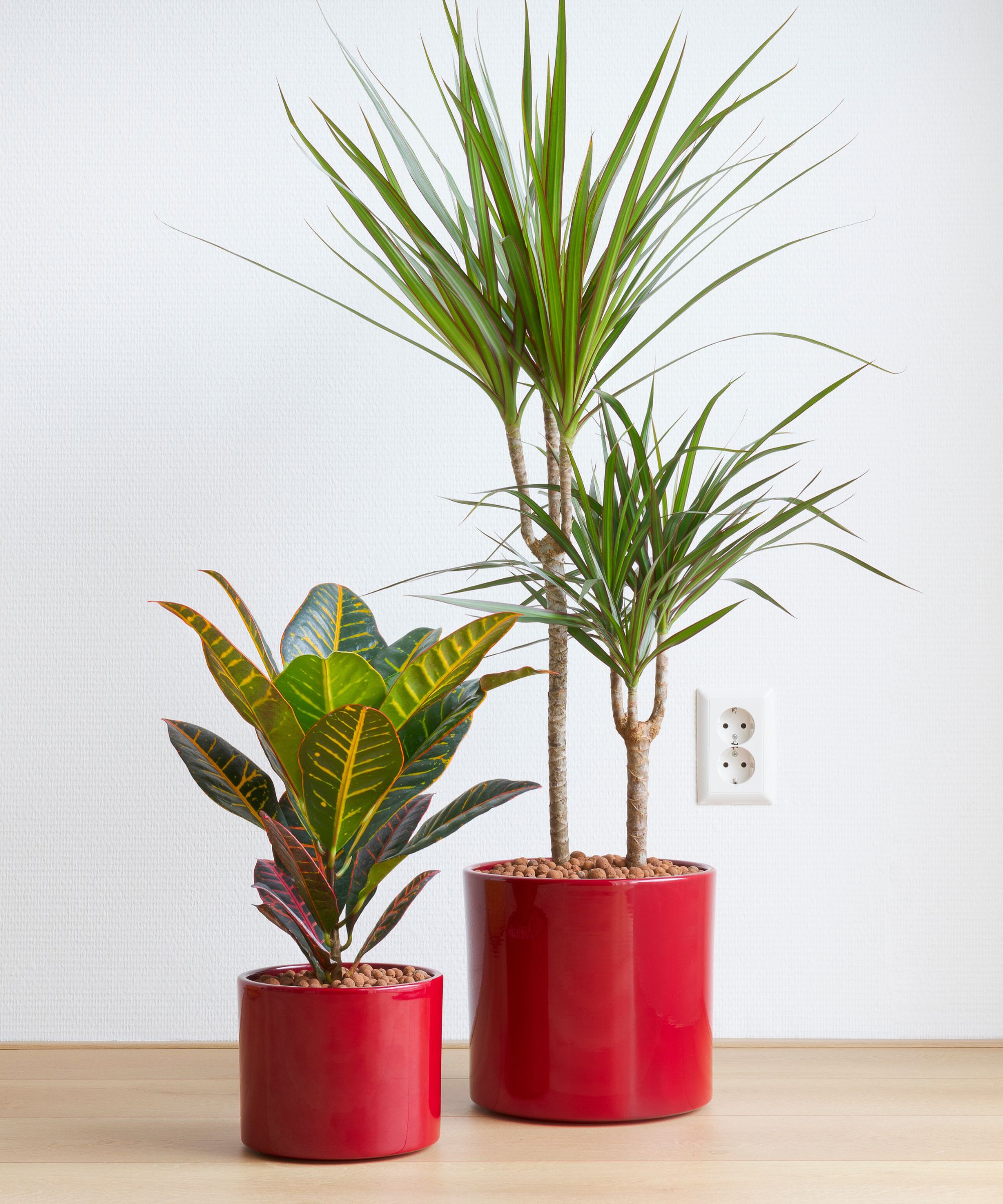 Houseplants in red pots