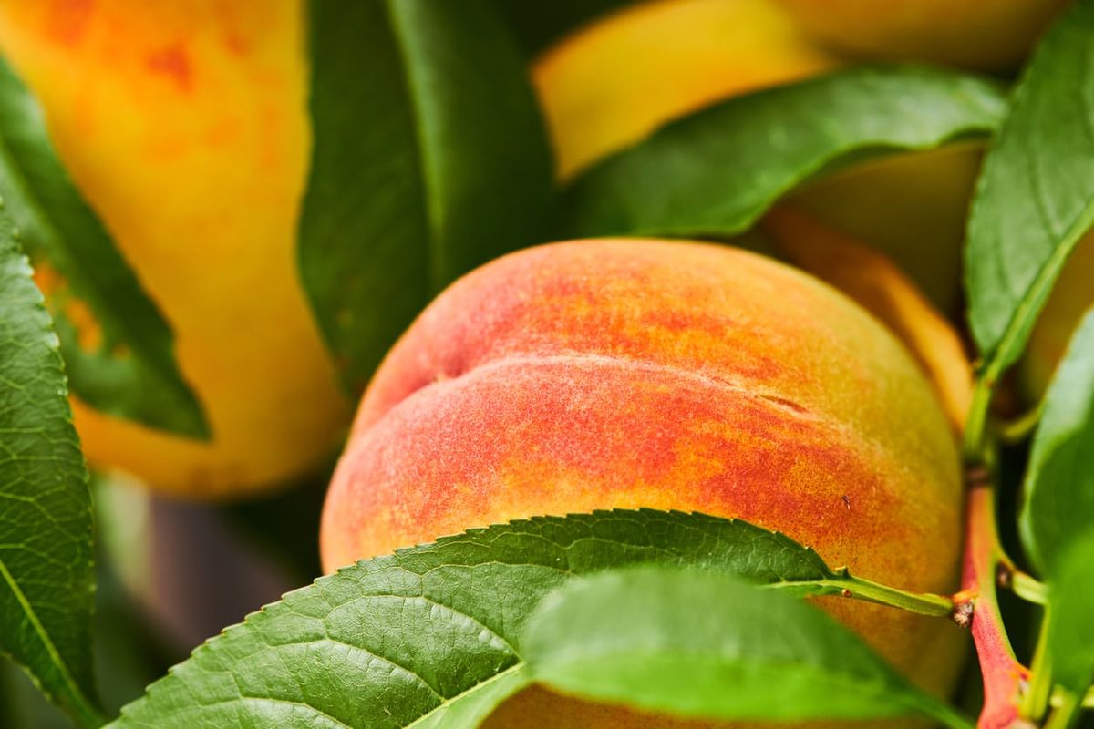 How To Grow A Golden Jubilee Peach Tree