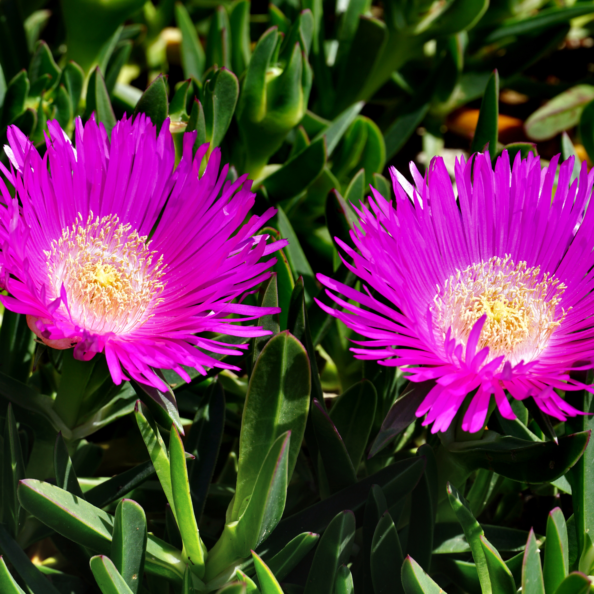 Delosperma (Ice Plant) close up by Happy window, GettyImages-2148750583
