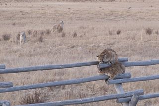 mountain lion photos, coyote photos