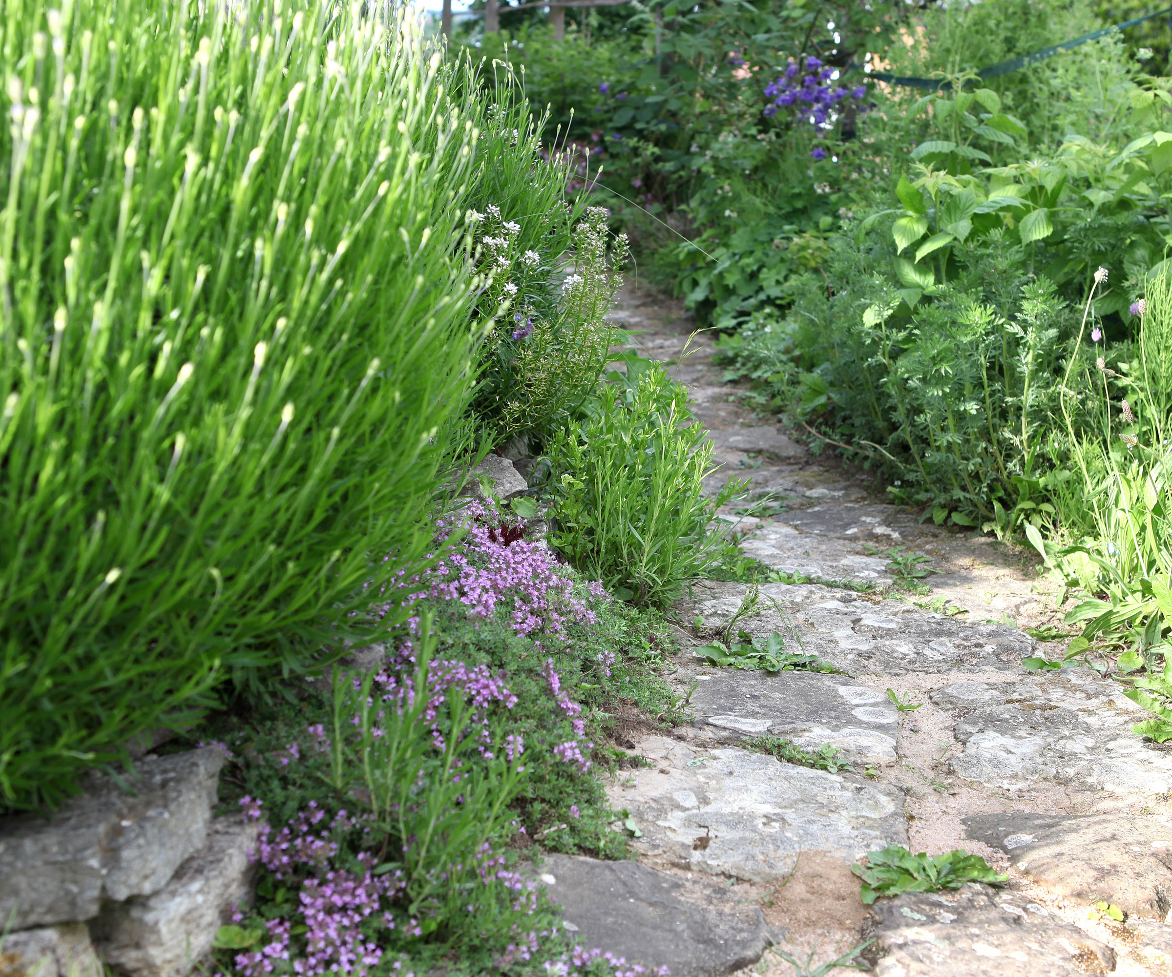 herbs growing against edges of paving stones