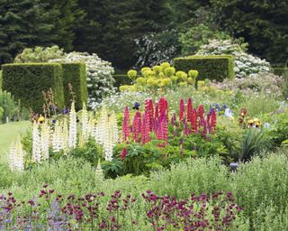 Red lupins among mainly white, green and purple garden scheme