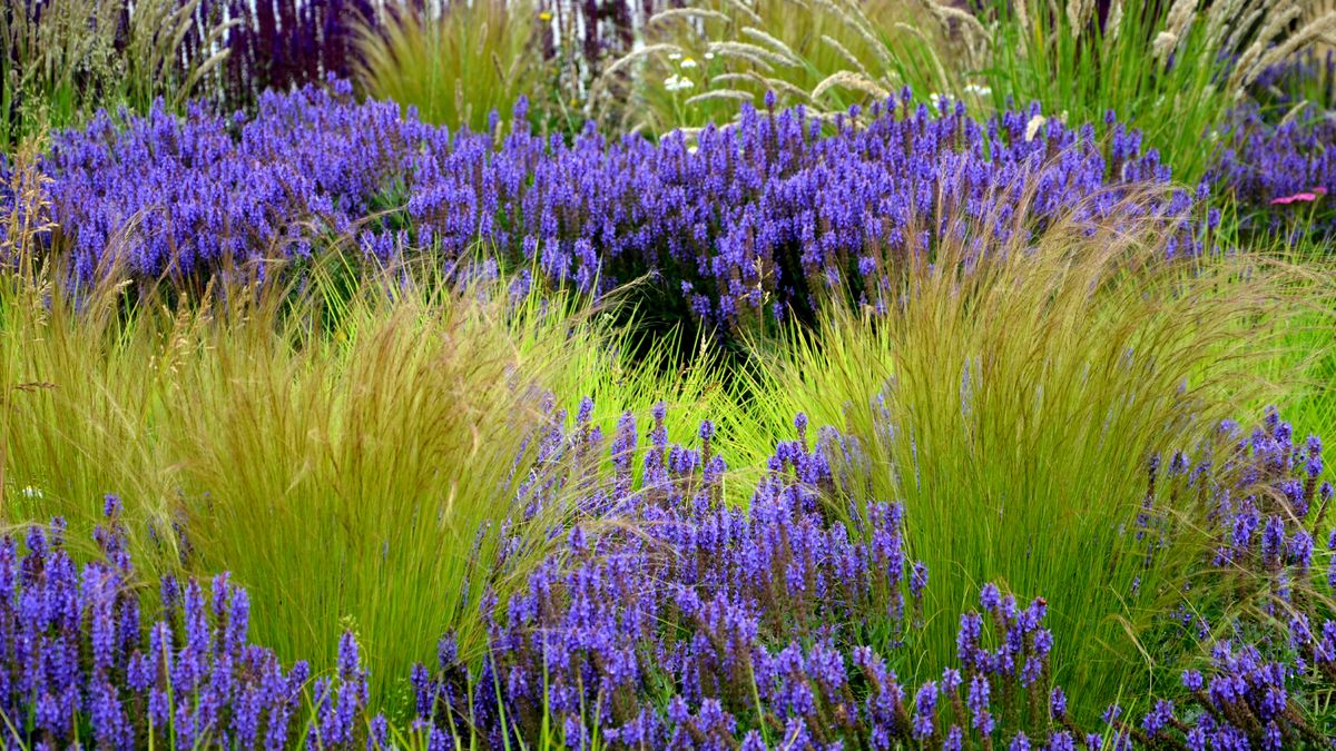 6 Drought-Tolerant Ornamental Grasses That Thrive Almost Anywhere – and Are Easy, Breezy Even in the Summer Heat