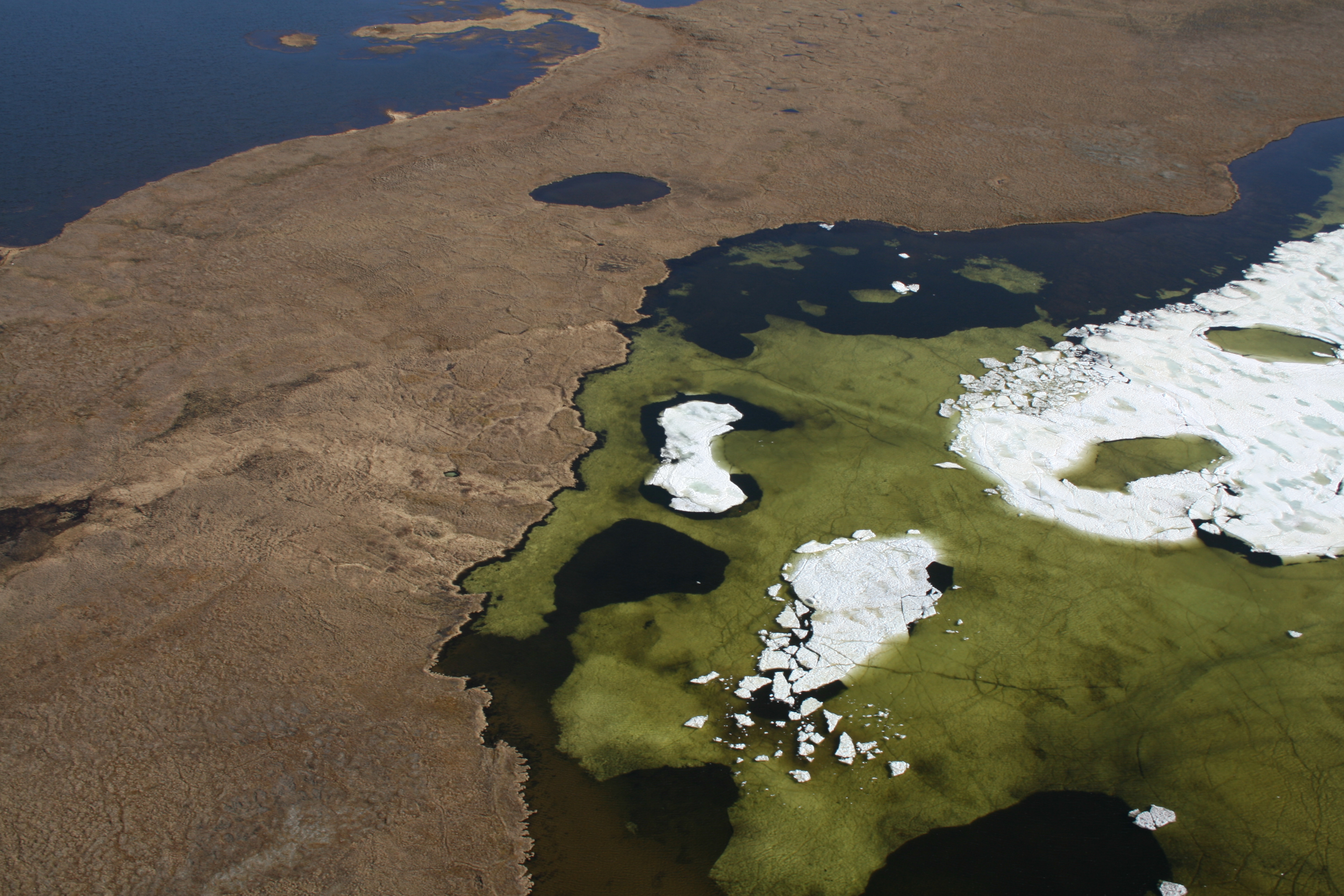 Algal bloom in arctic pond