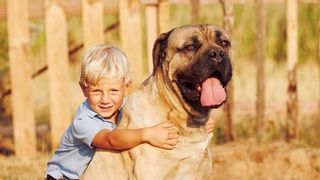 A little blonde boy hugs a huge Cane Corso