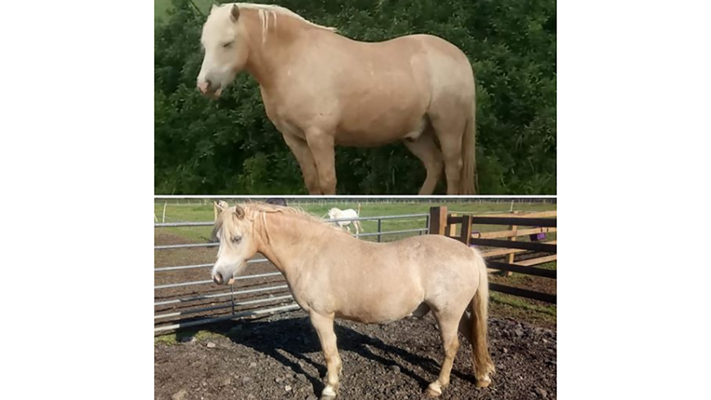 Charmaine Walker's pony weight loss