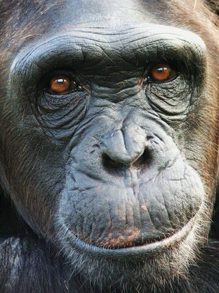 This chimp’s irrational biases are likely similar to yours.