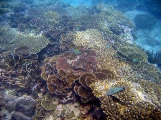 In 2005, the area's coral was healthy. Rising water temperatures are wiping out Aceh's coral reefs just five years later.