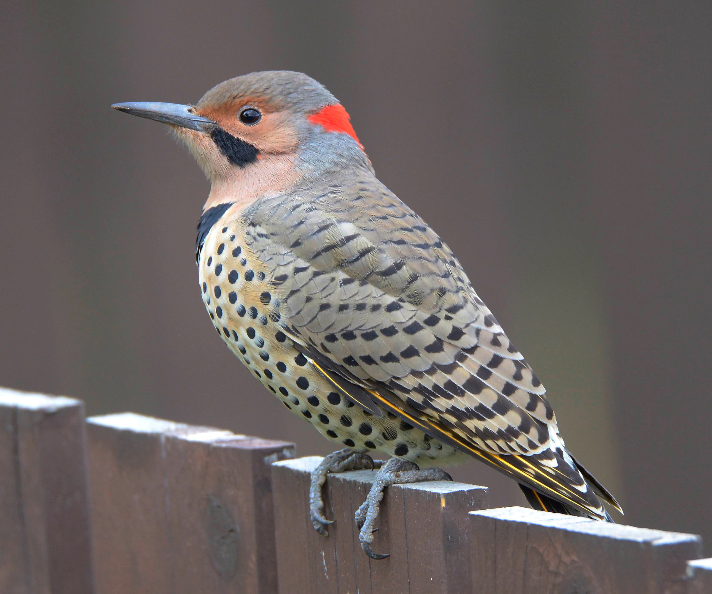 Northern flicker bird perched on a fence