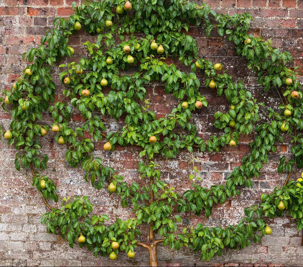 The art of the espalier is superbly demonstrated at West Dean in West Sussex, where the gardens include this spiralled fruit tree. Photo by Clive Nichols.