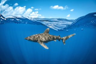 Half and half photograph of an Oceanic White Tip Shark patrolling the surface waters off the coast of the Bahamas, photographed by Jay Clue