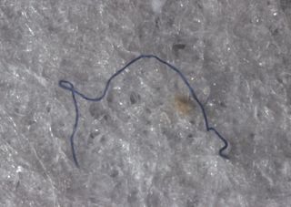 This man-made fiber was found in the body of an amphipod from the Mariana Trench.