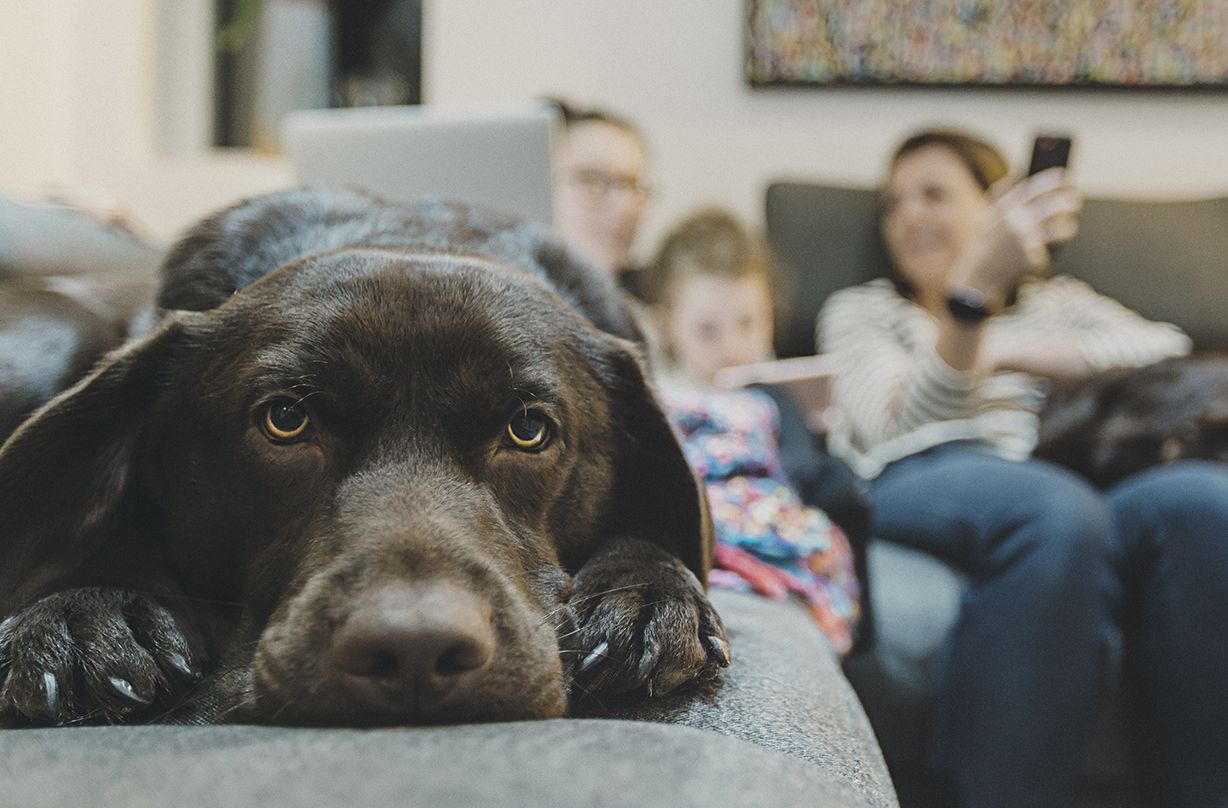 study reveals dogs experience puberty symptoms