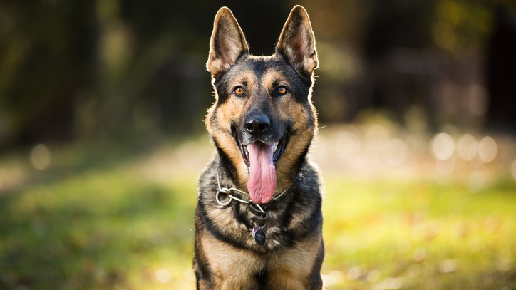20 best guard dog breeds: Most protective pooches revealed | PetsRadar