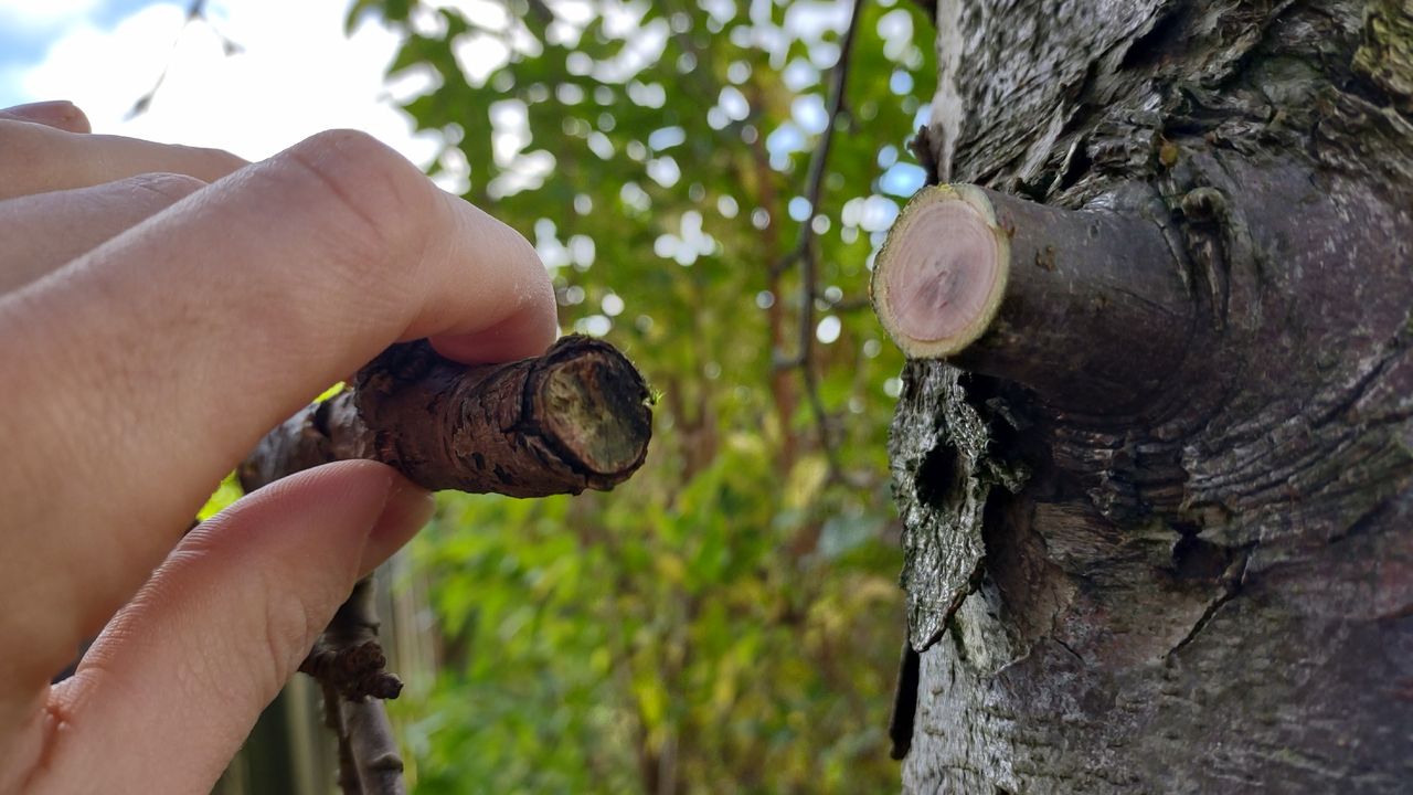 A freshly cut tree branch, and the place on the tree from which it was cut