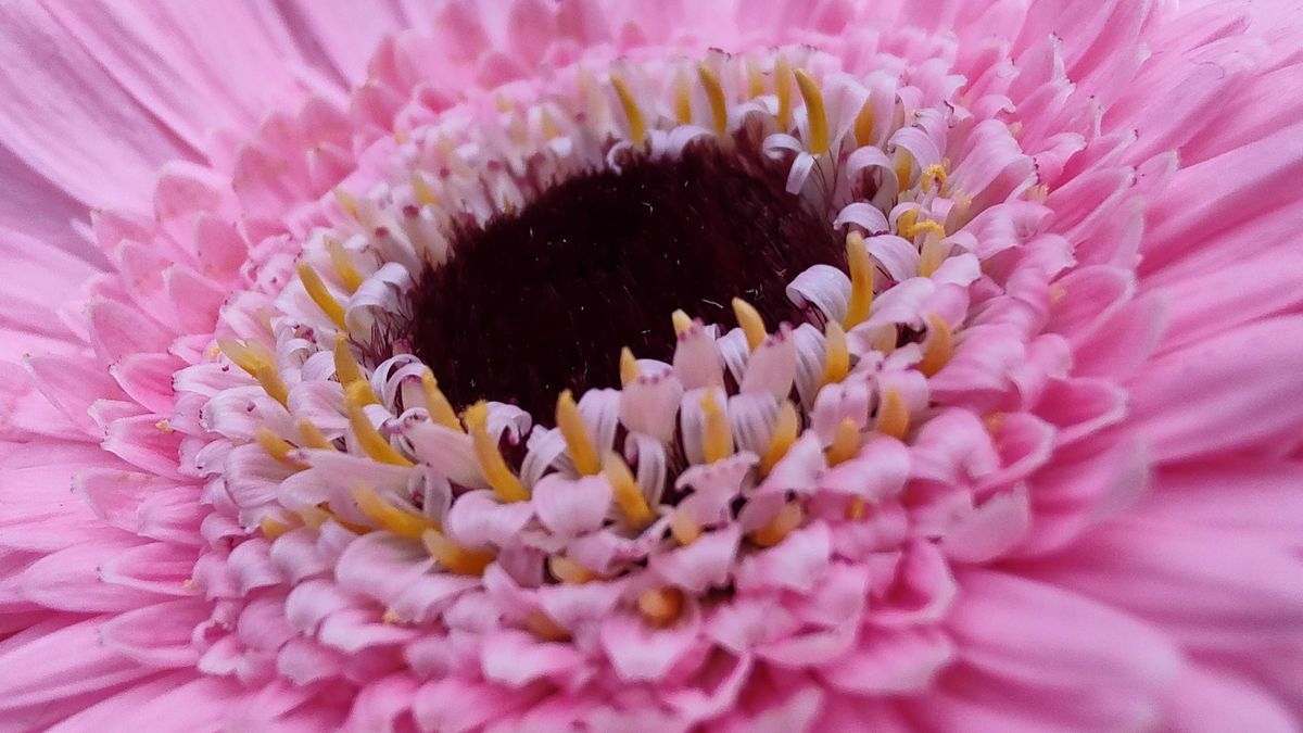 Motorola Edge 20 Pro camera