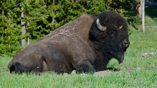 Bison sitting at Yellowstone National Park, USA