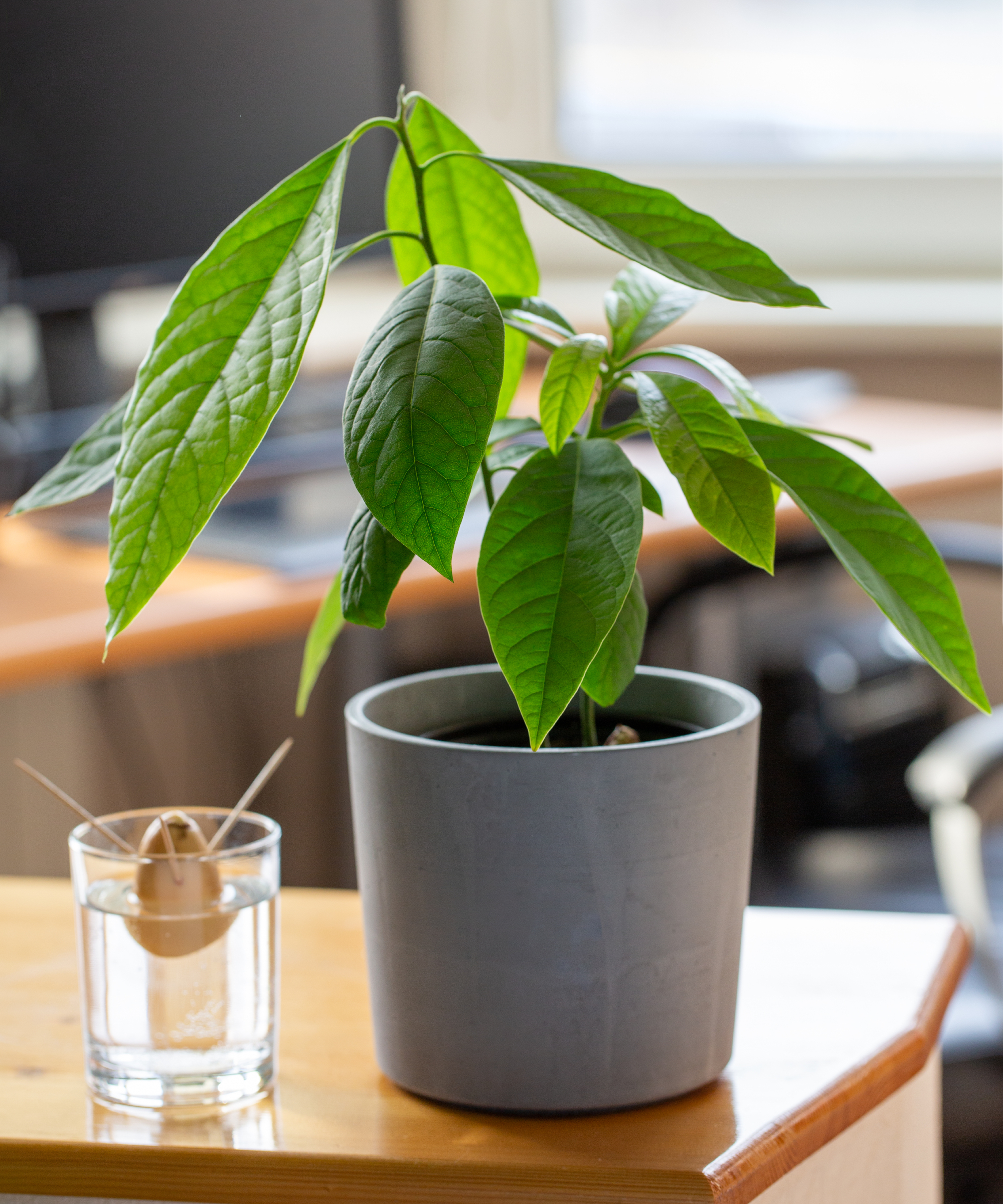 Avocado plant in flower pot and sprouting avocado seed in glass of water on windowsill. Indoor plant at home.