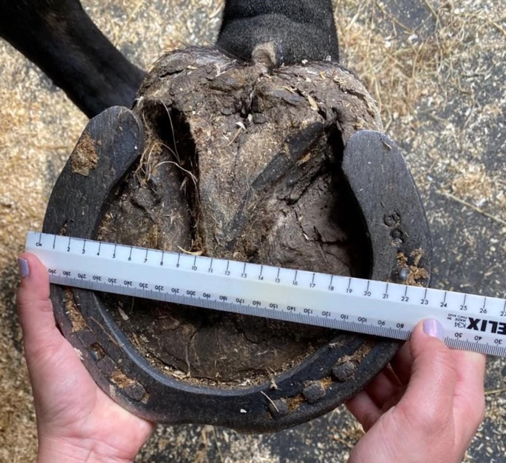 A hoof with tape measure showing its 23cm width