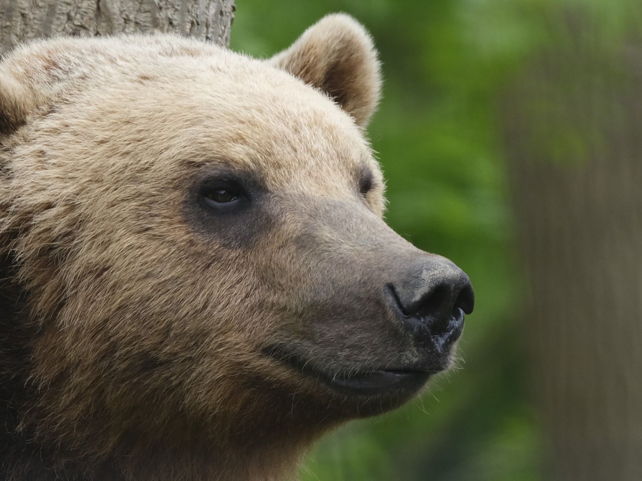 Bear photo taken with the Fujifilm GFX100S II and 500mm F5.6 lens