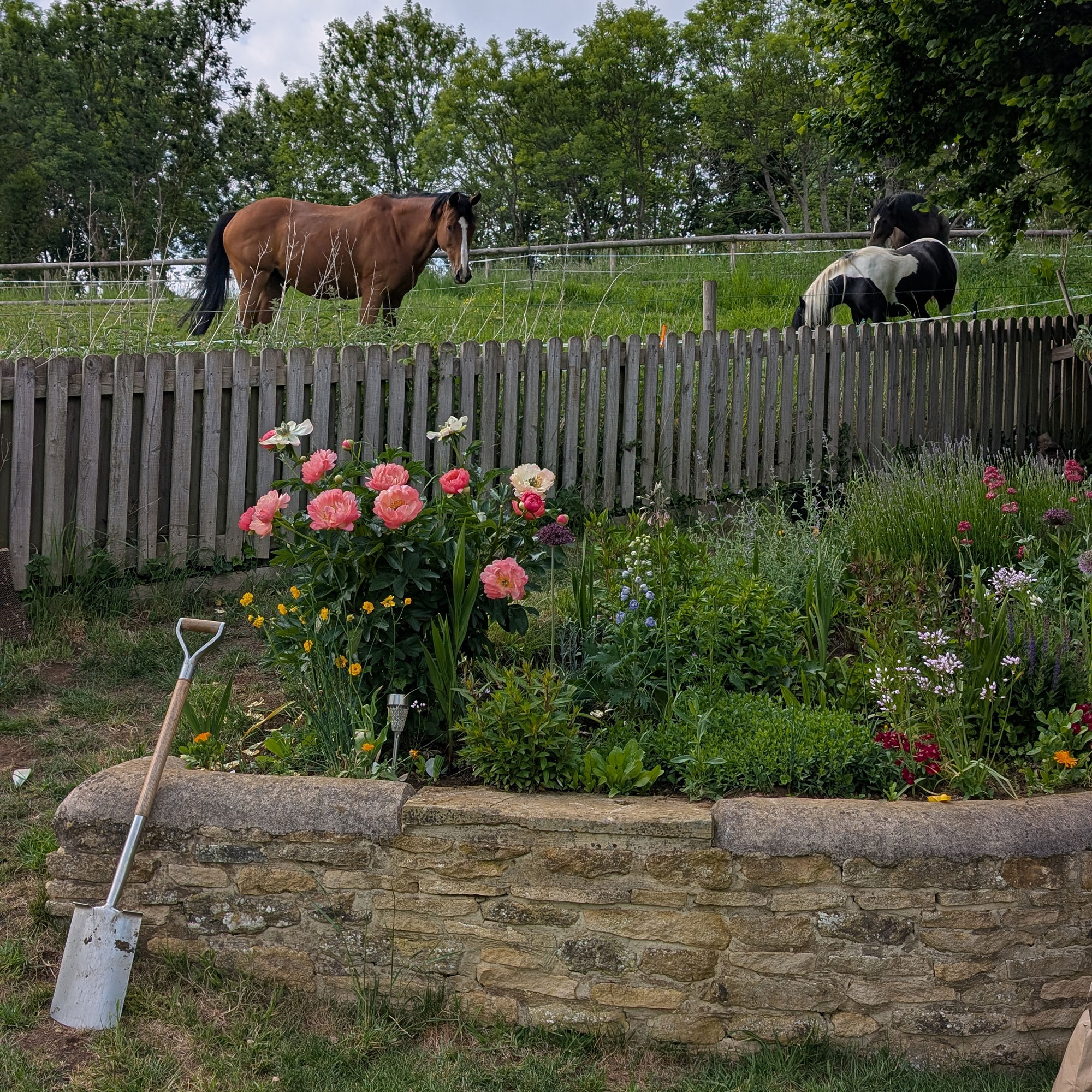 Raised planter with stone border in garden, in front of wooden fenced off field with two horses