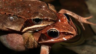 Chocolate frog' discovered in swamp