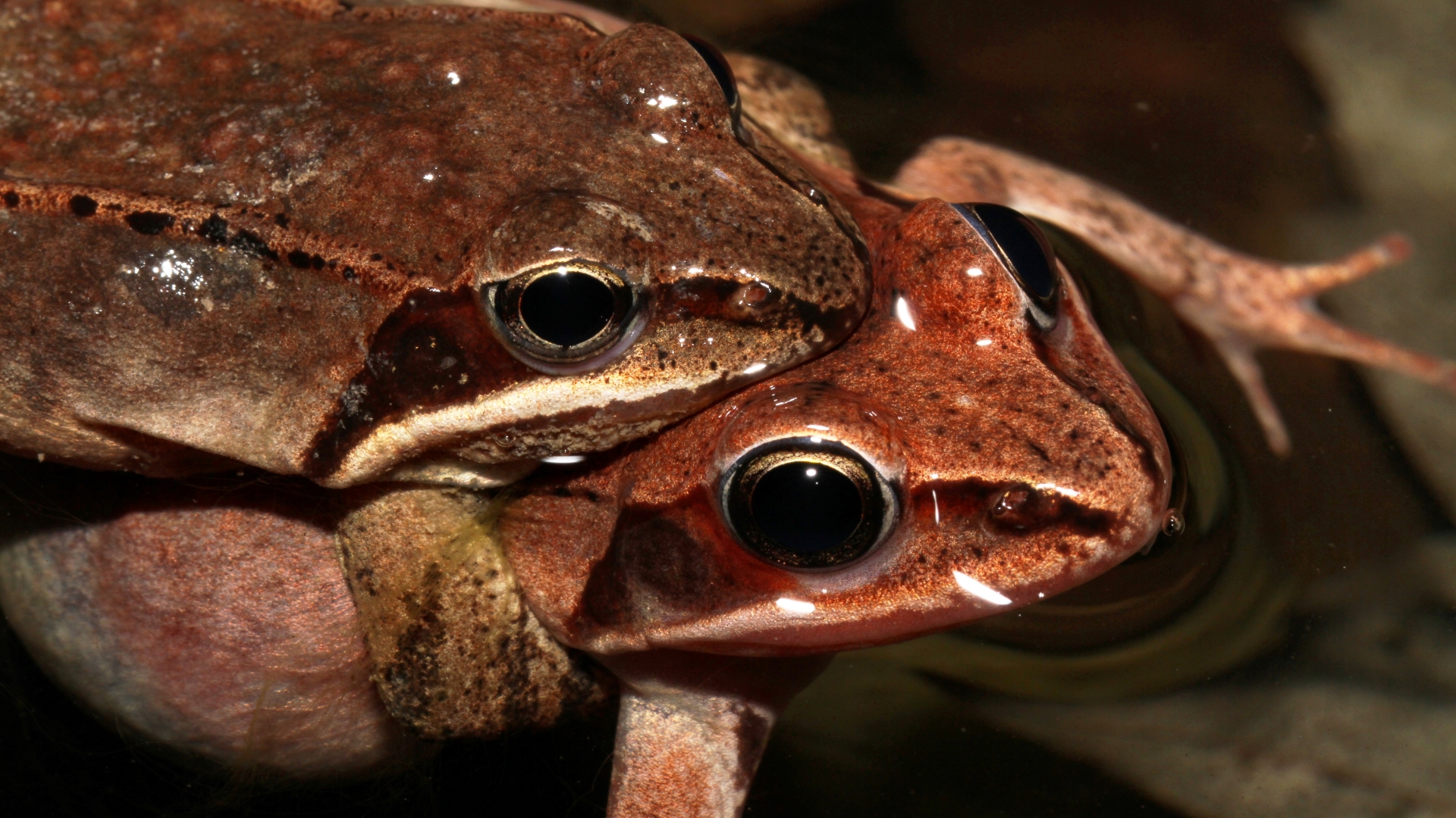 A male and female wood frog mating in a woodland pond.