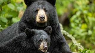 Female black bear with cub, USA