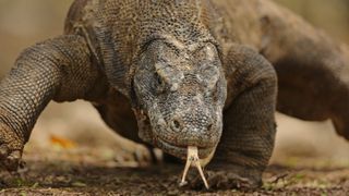 a komodo dragon up close with its tongue flicking from its mouth