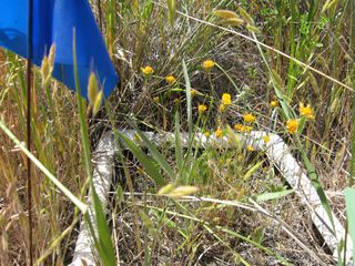Researchers ran several experiments looking at plant survival rates, planting seeds among exotic and native grasses. In this example, they added the native annual flower Lastenia californica to native bunchgrass, Stipa pulchra.