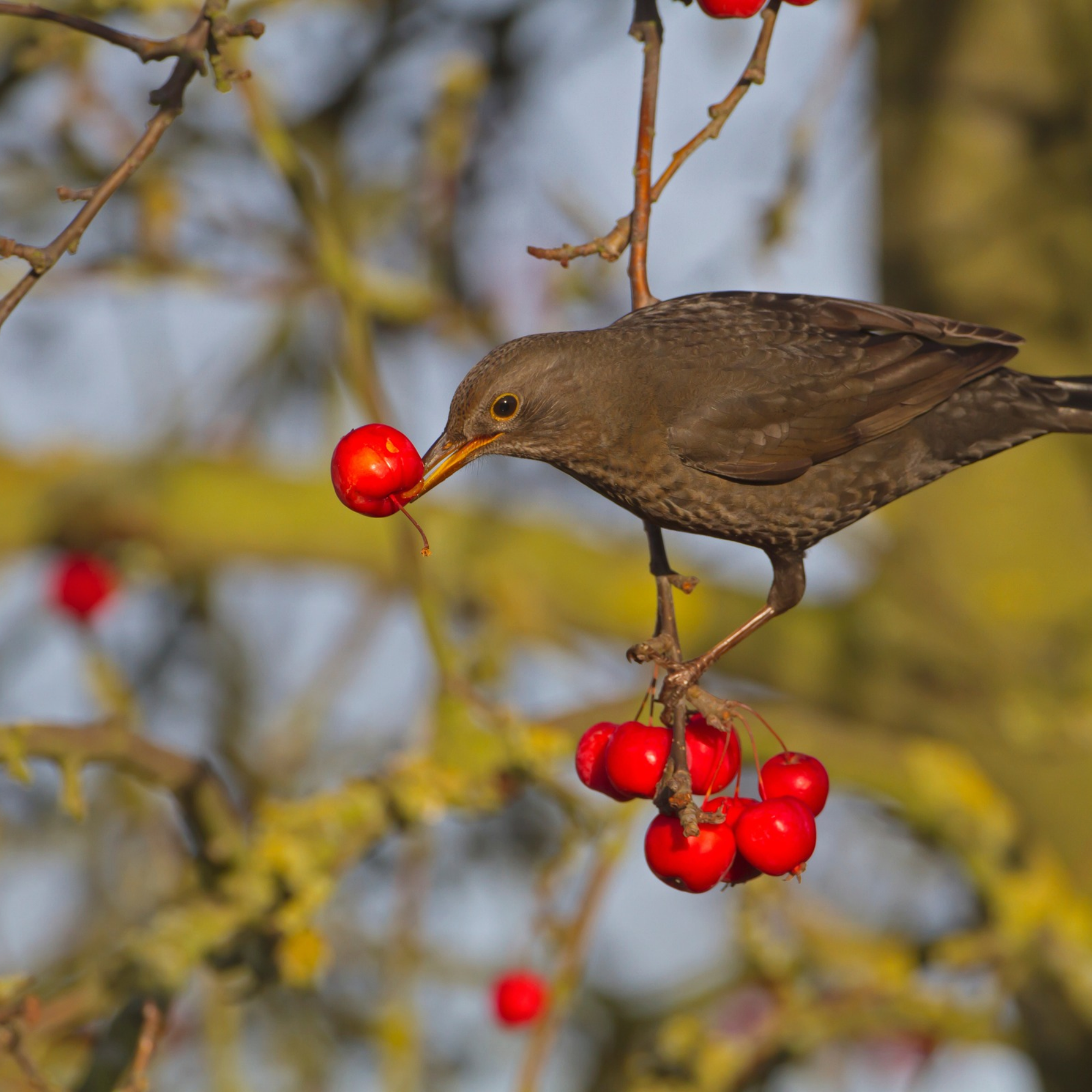 Black bird on crab apple tree