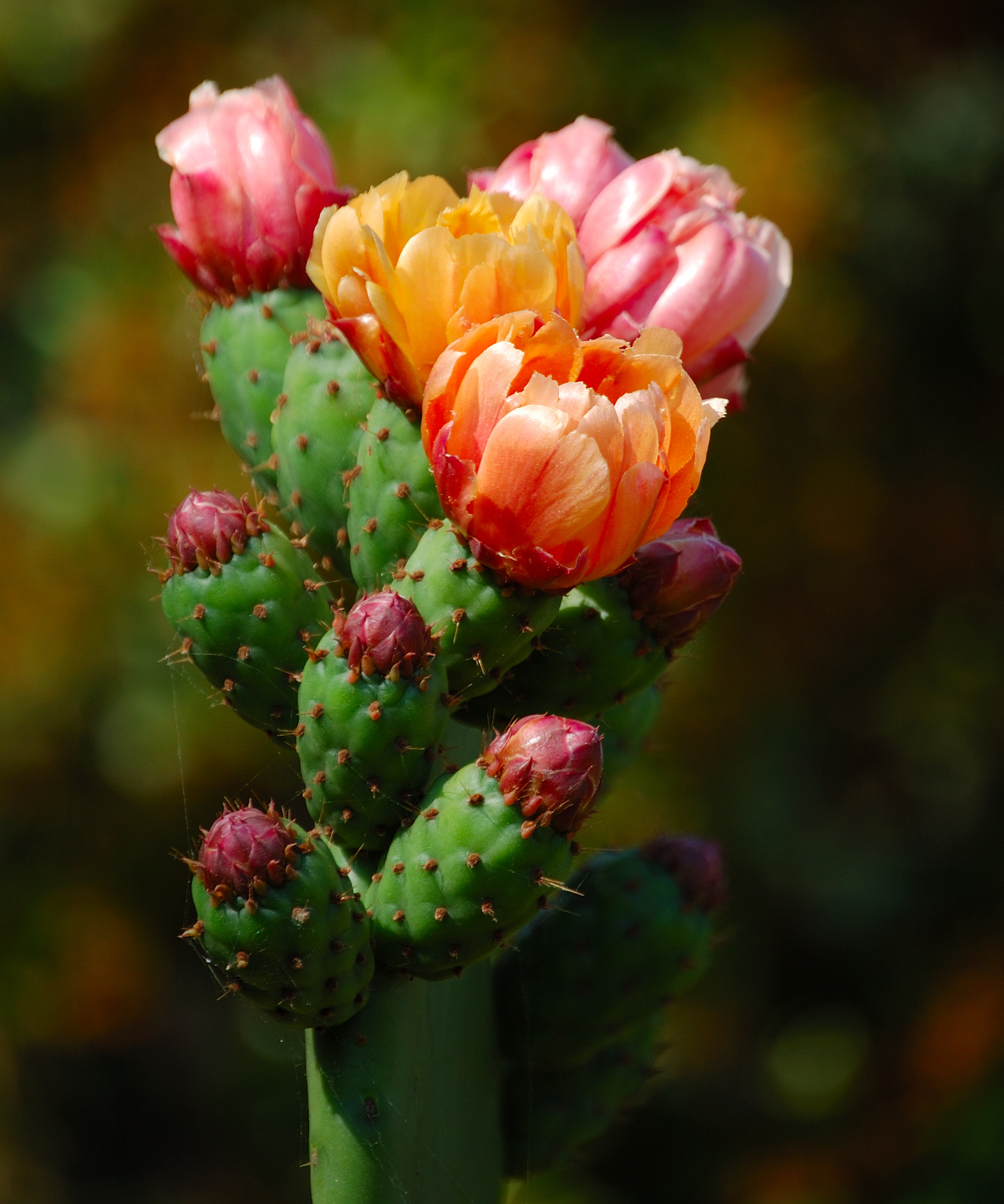 Close-up of prickly pear flowers