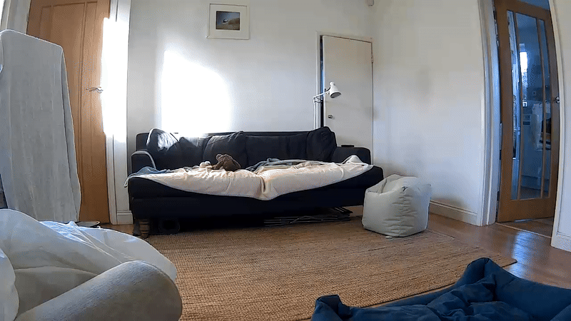 A video of a black retriever in a living room