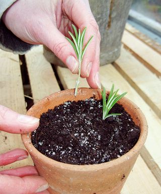 rosemary cuttings being planted in a terracotta pot
