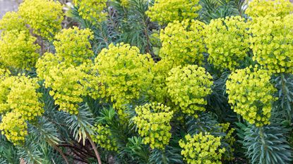 Types of euphorbia ‘Wulfenii’ in full bloom in garden border