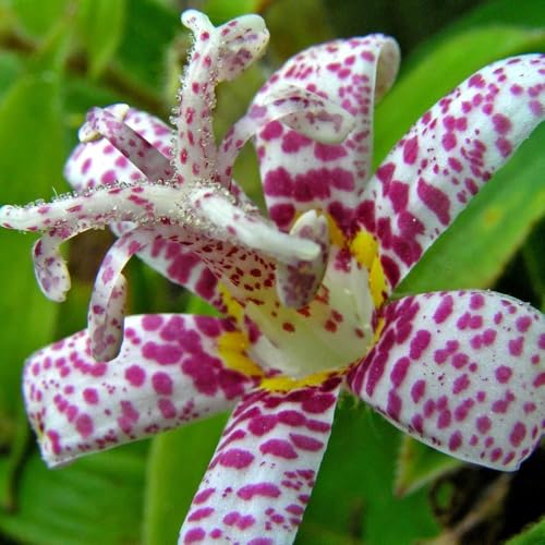 Miyazaki Toad Lily Seeds, Tricyrtis Shade Perennial, Purple and White Spotted Flowers, 20 Seeds