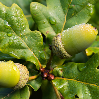 Acorns and oak leaves