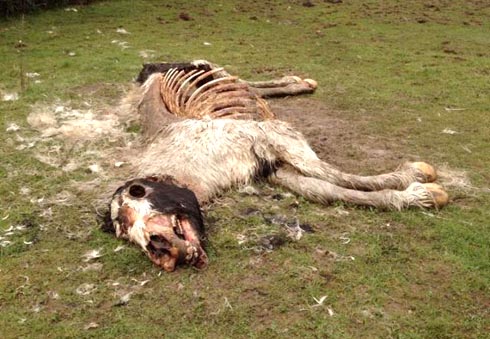The carcass of a foal was left decomposing